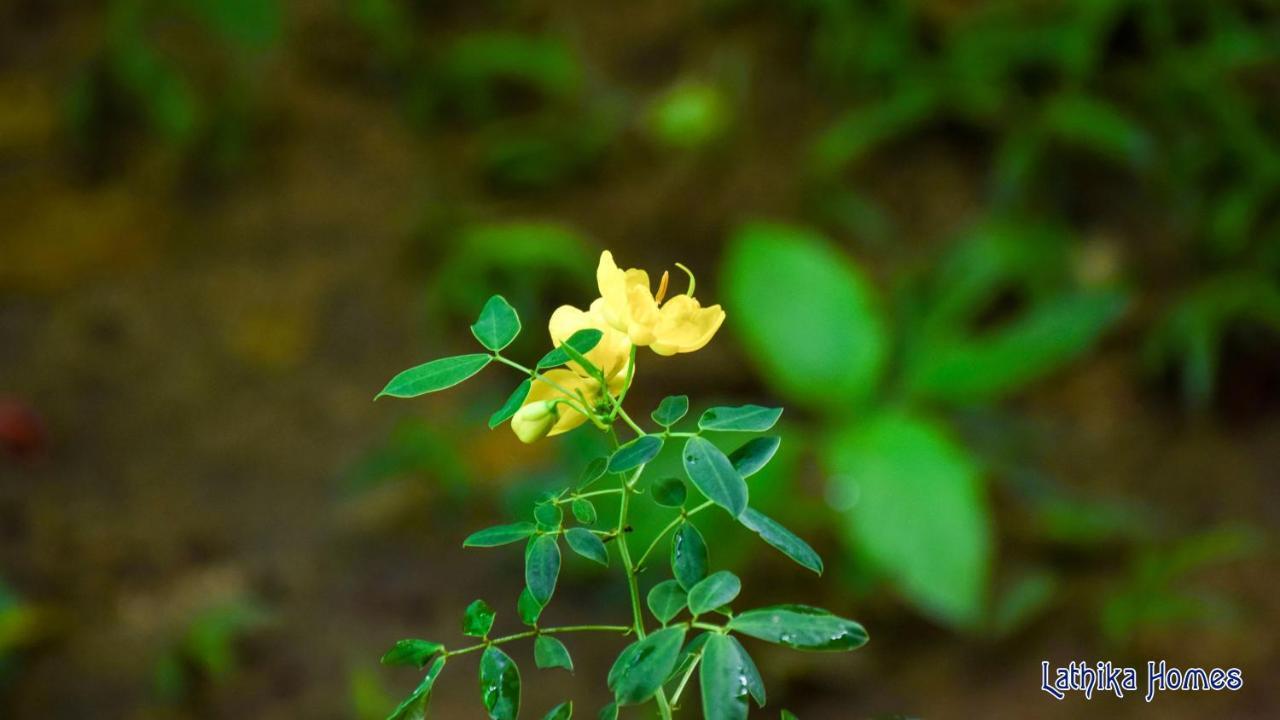 Lathika Homes Sigiriya Eksteriør billede